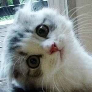 Meet your Posher, Clinton